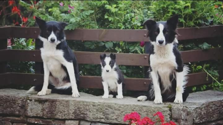 Clachan Farmhouse B & B Ullapool Ngoại thất bức ảnh
